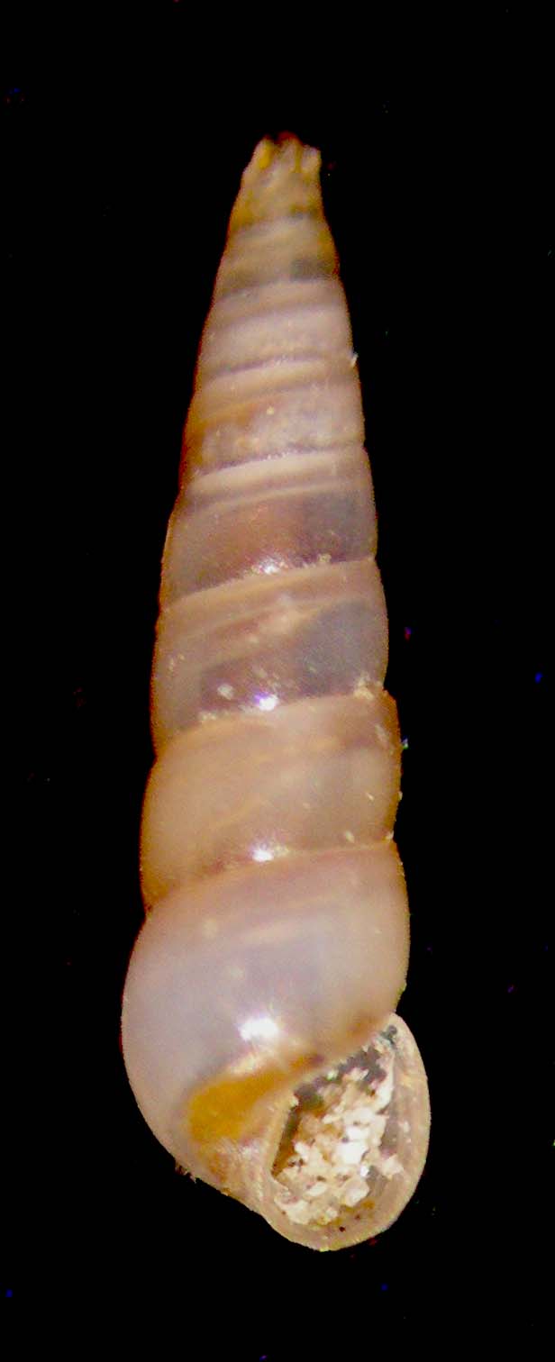 Eulimella laevis